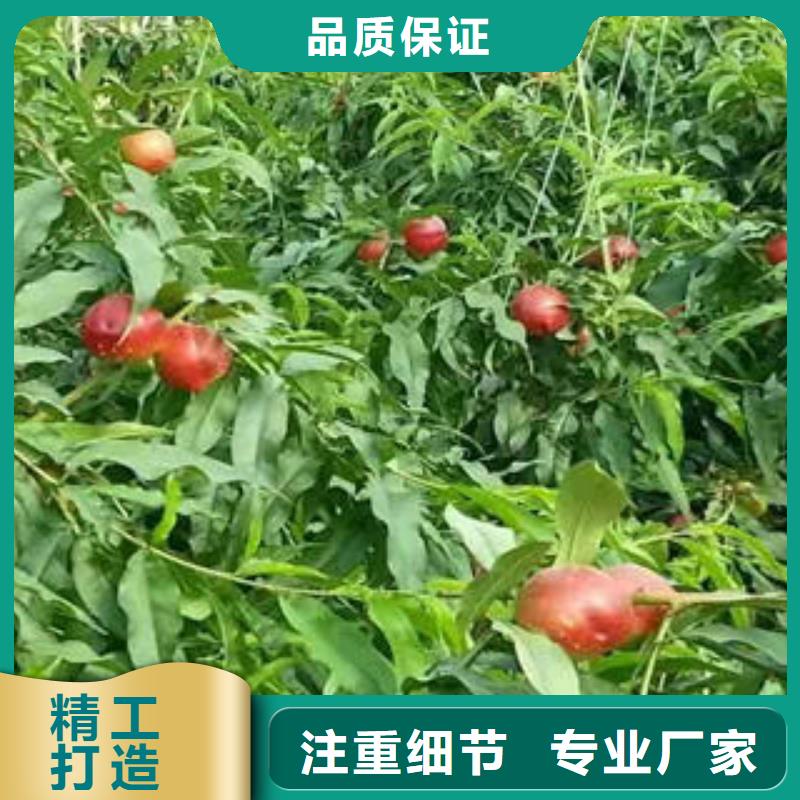 桃树苗_【梨树苗】对质量负责|-兴海苗木种植社(辽阳市分公司)