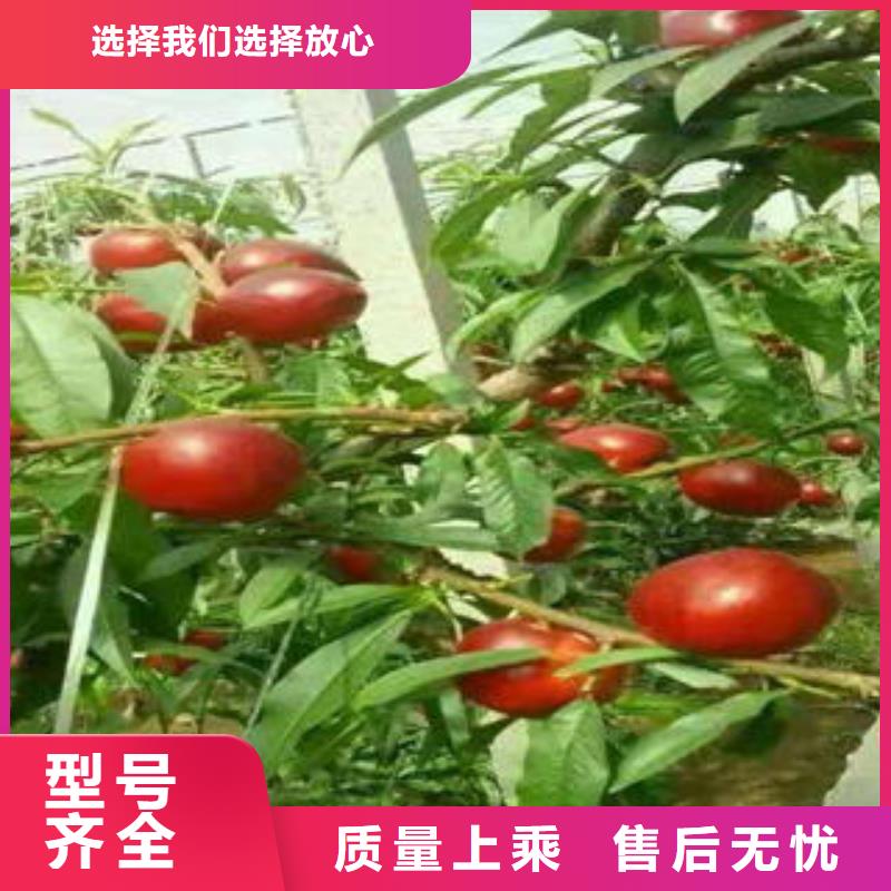 桃树苗,核桃苗供货及时