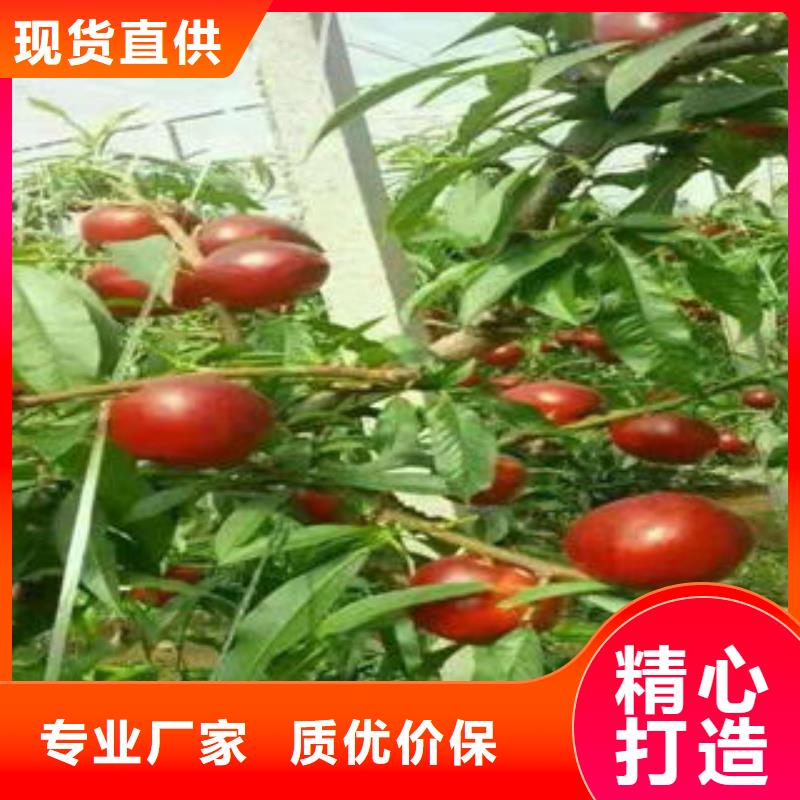 《兴海》-|秦皇岛|沧州|张家口|廊坊【桃树苗】_梨树苗用品质说话专注品质