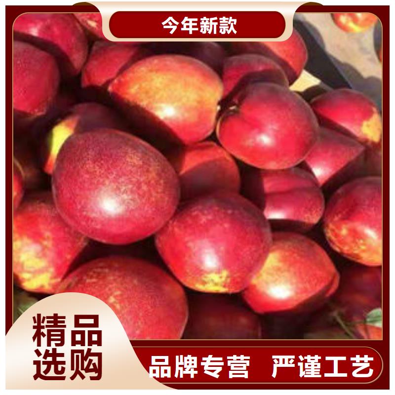 桃树苗葡萄苗厂家直销值得选择