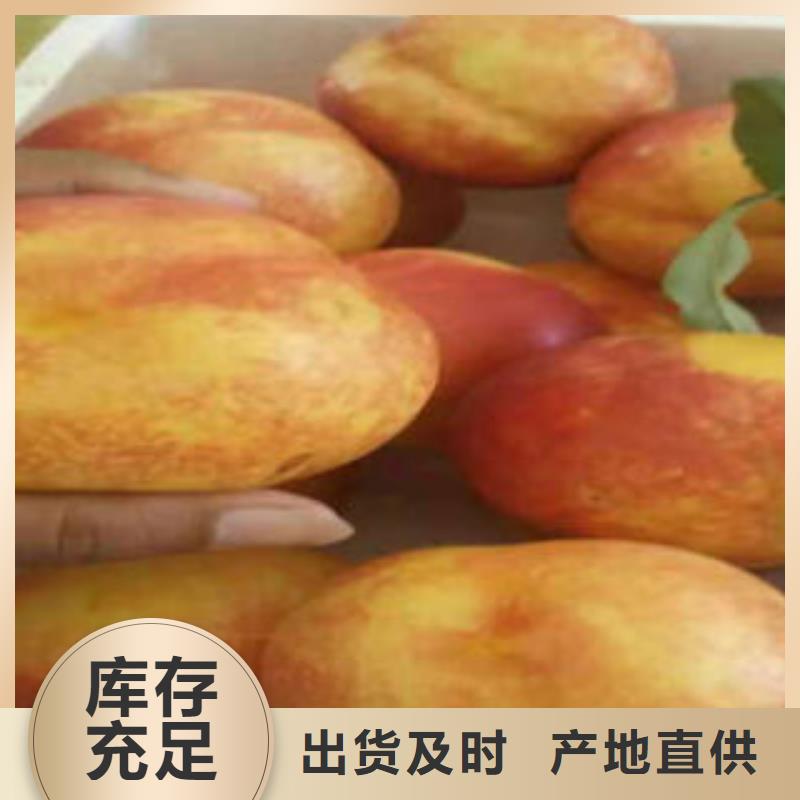 桃树苗蓝莓苗精心选材