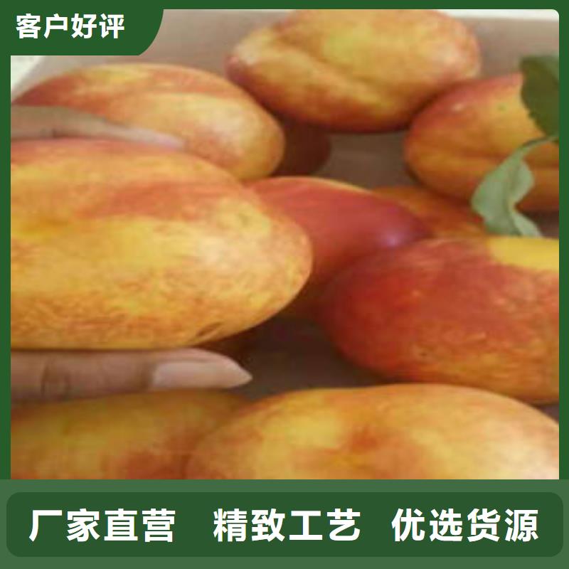 《兴海》-|秦皇岛|沧州|张家口|廊坊【桃树苗】_梨树苗用品质说话专注品质
