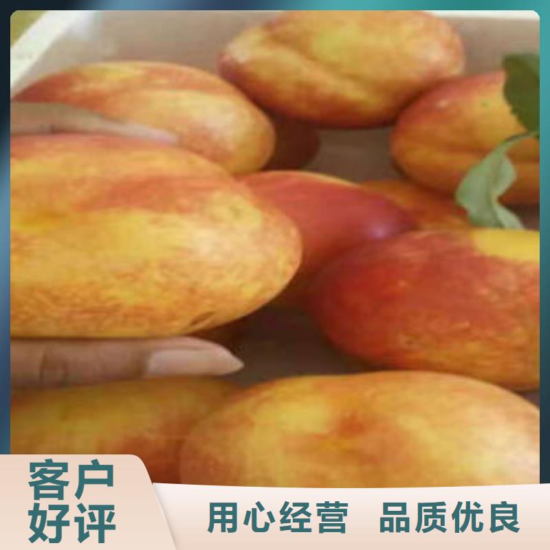 桃树苗_【梨树苗】对质量负责|-兴海苗木种植社(辽阳市分公司)