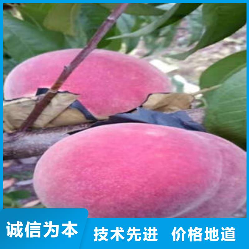 桃树苗_【梨树苗】对质量负责|-兴海苗木种植社(辽阳市分公司)