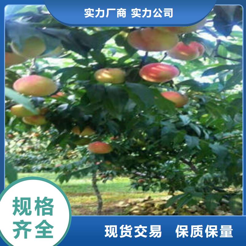 桃树苗_【梨树苗】对质量负责|-兴海苗木种植社(辽阳市分公司)