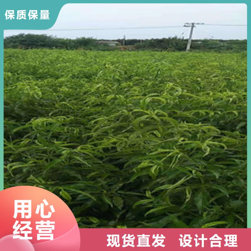 《兴海》-|秦皇岛|沧州|张家口|廊坊【桃树苗】_梨树苗用品质说话专注品质