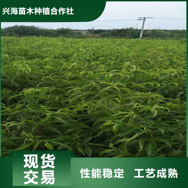 桃树苗现货