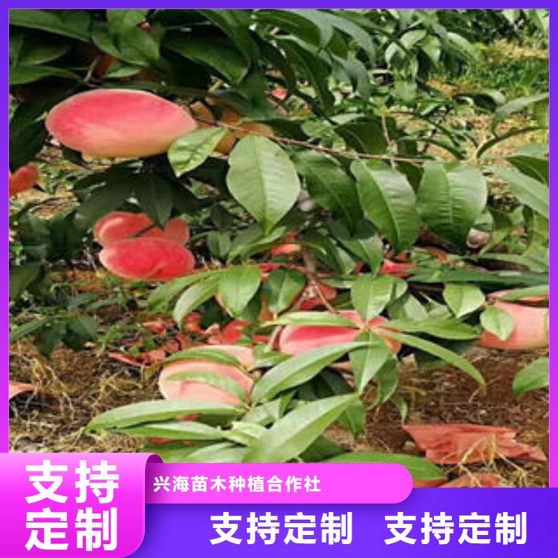 桃树苗葡萄苗厂家直销值得选择