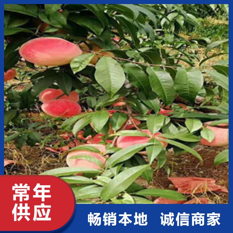 《兴海》-|秦皇岛|沧州|张家口|廊坊【桃树苗】_梨树苗用品质说话专注品质