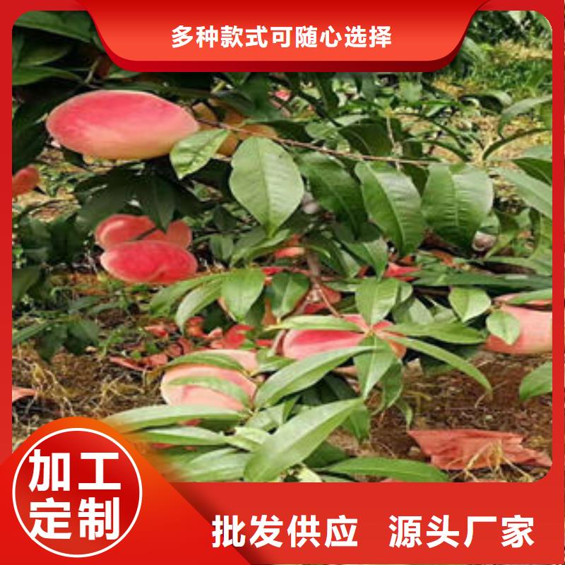 桃树苗_【梨树苗】对质量负责|-兴海苗木种植社(辽阳市分公司)