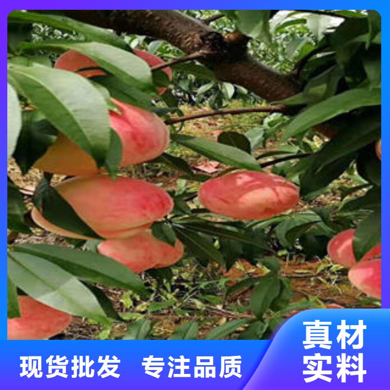 桃树苗_【梨树苗】对质量负责|-兴海苗木种植社(辽阳市分公司)