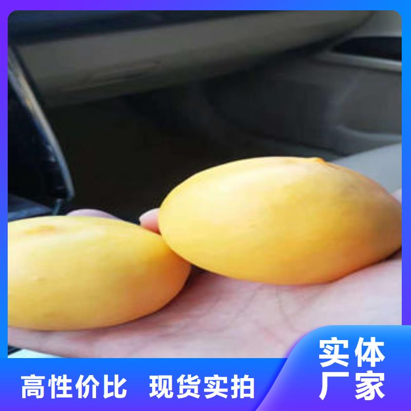 桃树苗,板栗苗实力厂家直销