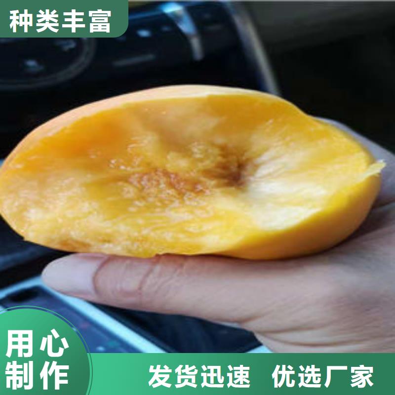 桃树苗,板栗苗实力厂家直销