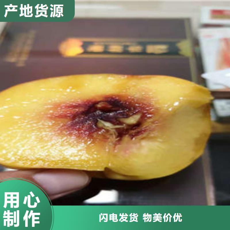 桃树苗海量库存