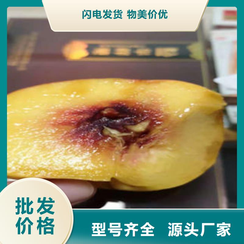 桃树苗,板栗苗实力厂家直销