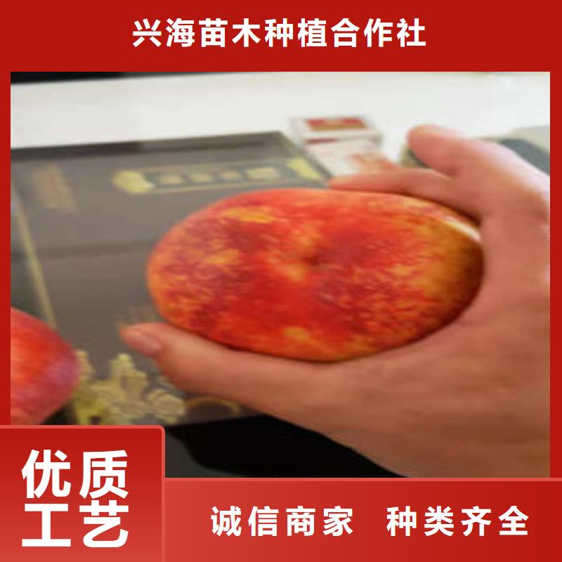 桃树苗_【梨树苗】对质量负责|-兴海苗木种植社(辽阳市分公司)