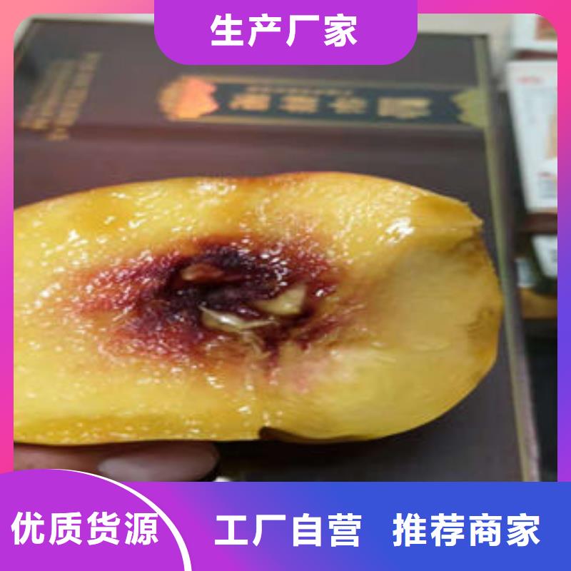 桃树苗蓝莓苗精心选材