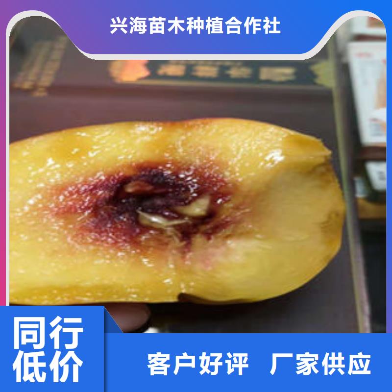 桃树苗现货