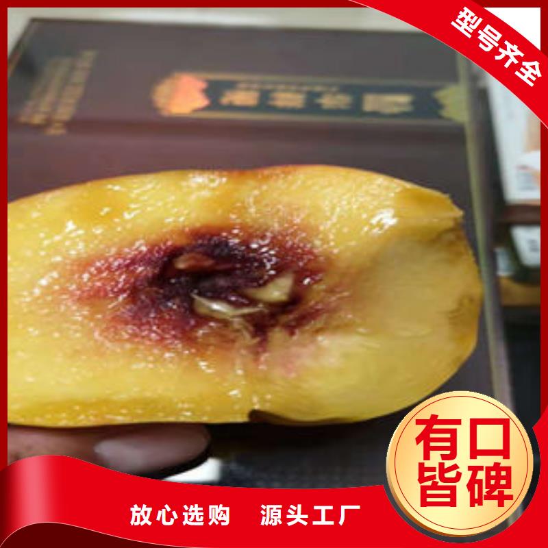 桃树苗海量库存