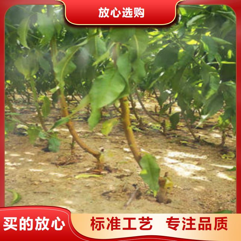 桃树苗,板栗苗实力厂家直销