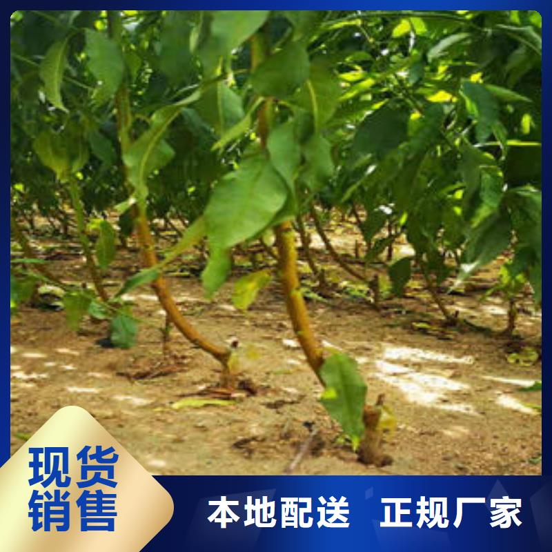 桃树苗现货