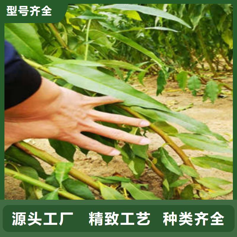 《兴海》-|秦皇岛|沧州|张家口|廊坊【桃树苗】_梨树苗用品质说话专注品质