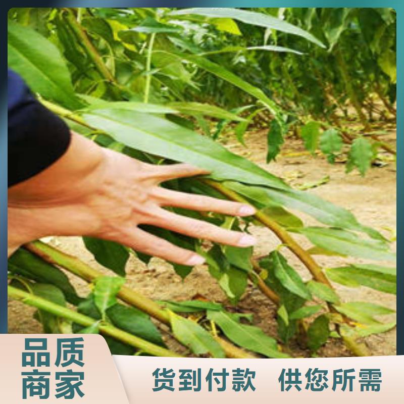 桃树苗现货