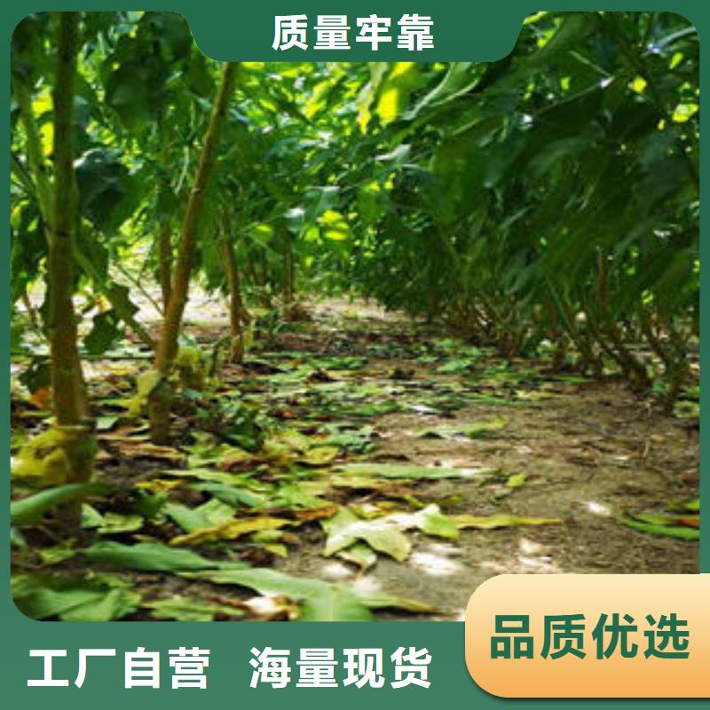 桃树苗现货