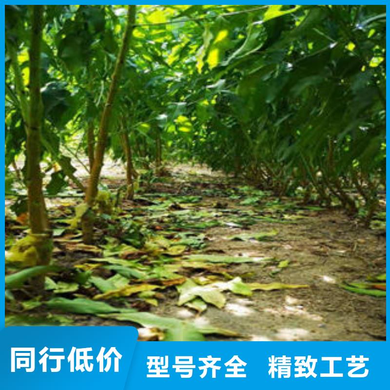 桃树苗,板栗苗实力厂家直销