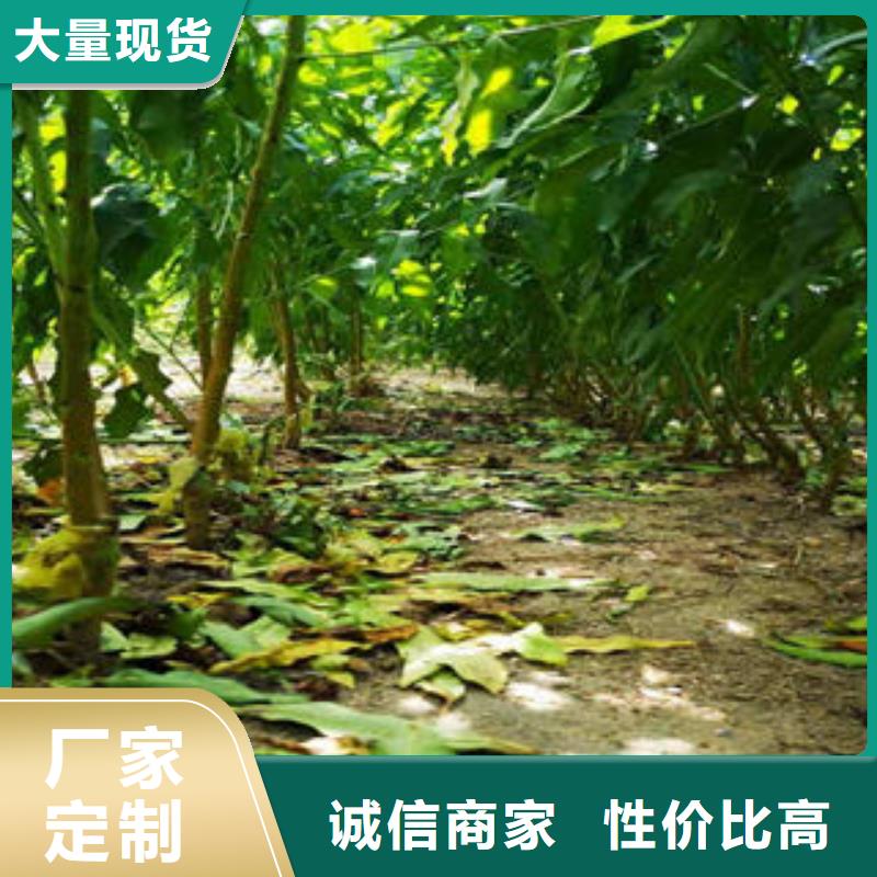 桃树苗现货