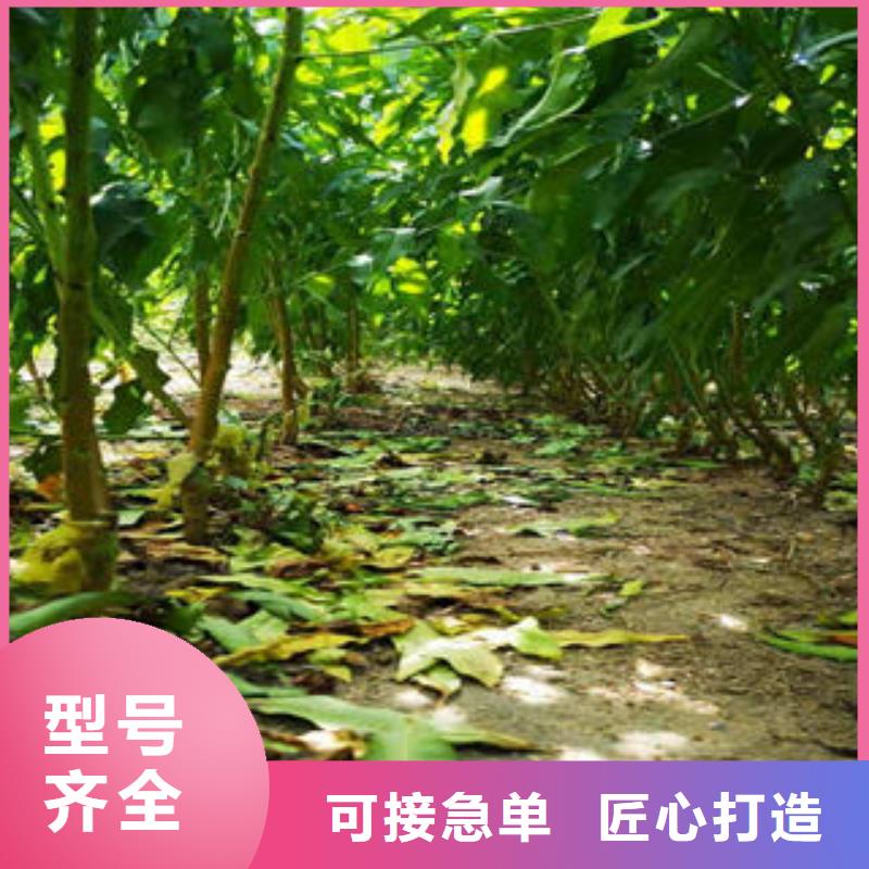 桃树苗海量库存