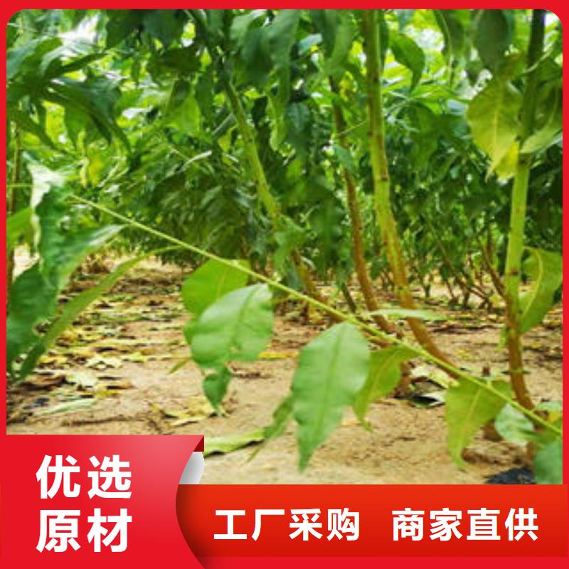 桃树苗蓝莓苗精心选材