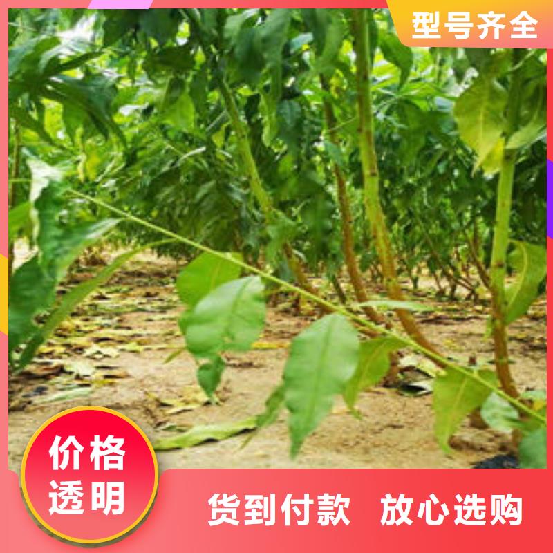 桃树苗_【梨树苗】对质量负责|-兴海苗木种植社(辽阳市分公司)