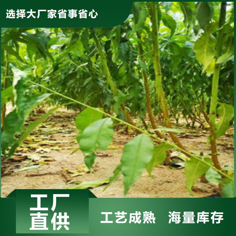 《兴海》-|秦皇岛|沧州|张家口|廊坊【桃树苗】_梨树苗用品质说话专注品质