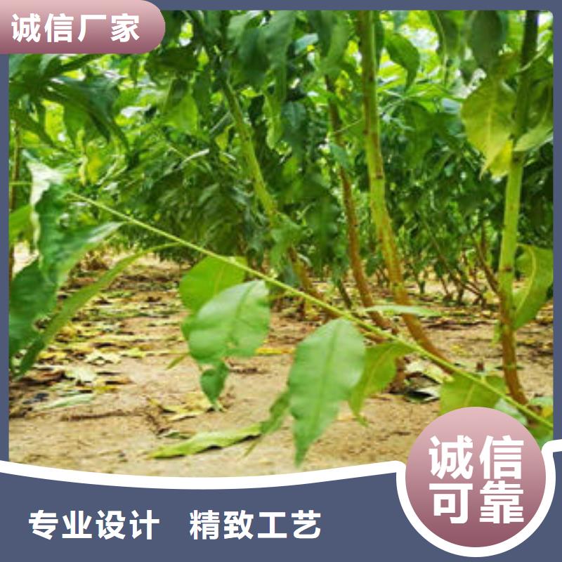 桃树苗现货