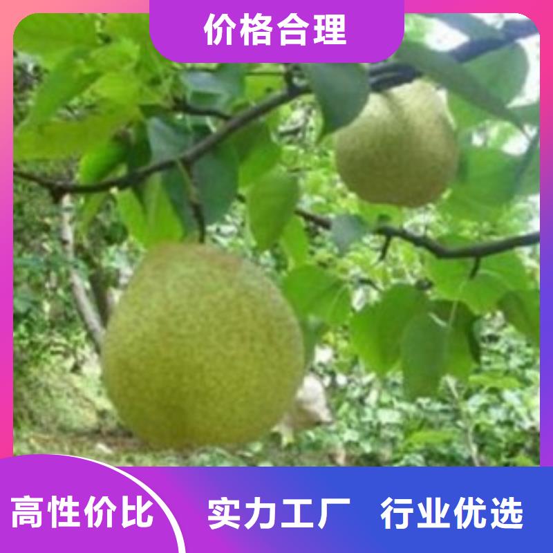 {兴海}瑞丽|陇川|保山|迪庆|曲靖|昆明|楚雄【梨树苗】,花椒苗发货及时供应商