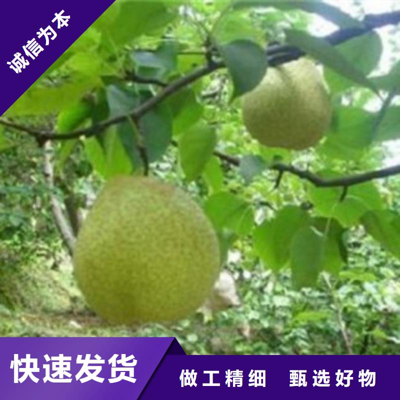  梨树苗货真价实