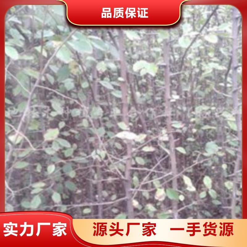 梨树苗严选用料