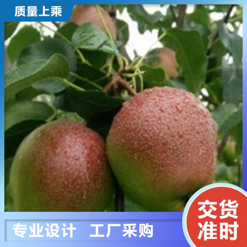 {兴海}瑞丽|陇川|保山|迪庆|曲靖|昆明|楚雄【梨树苗】,花椒苗发货及时供应商