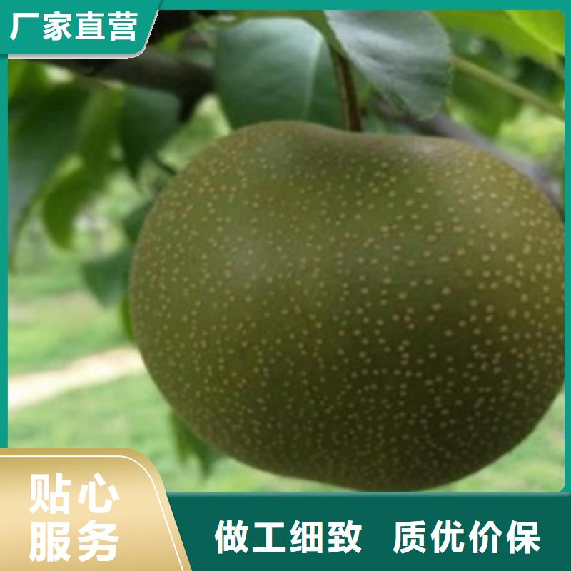 梨树苗实力优品