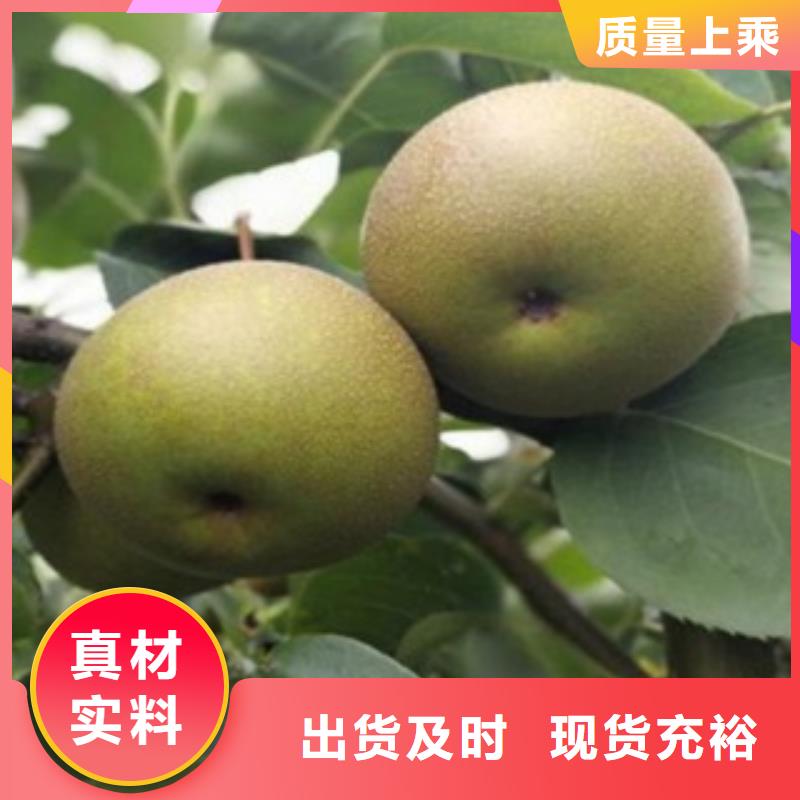 【 梨树苗 蓝莓苗交货准时】
