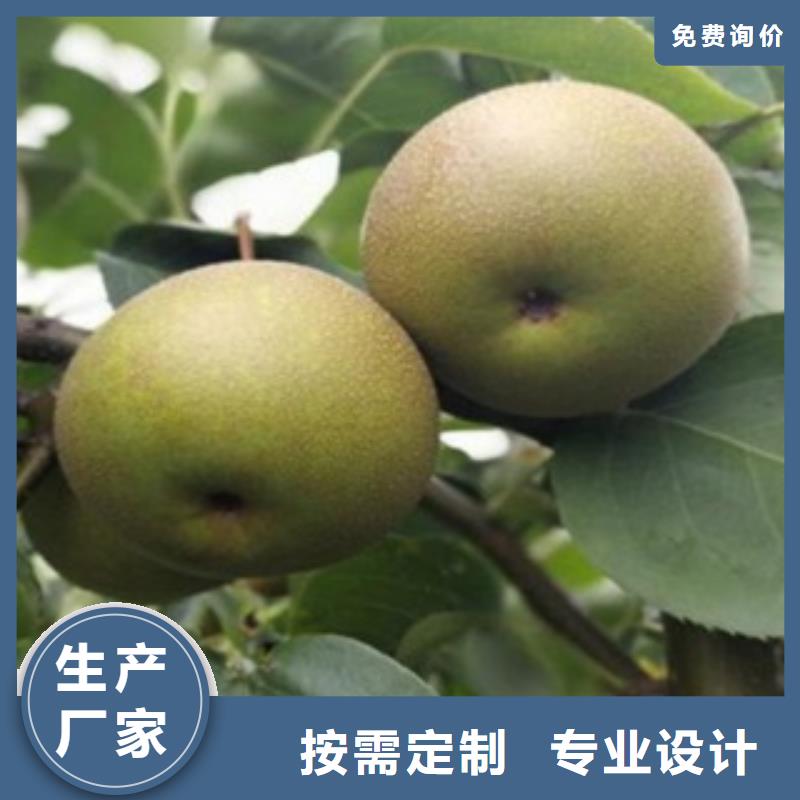 梨树苗实力优品