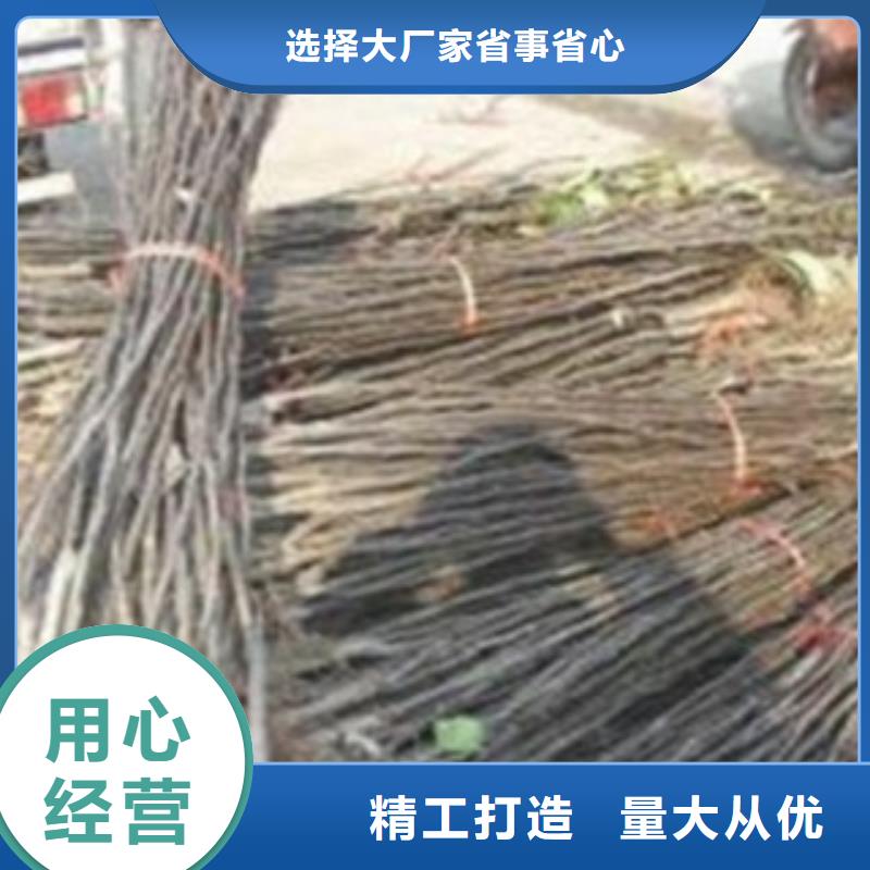  梨树苗货真价实