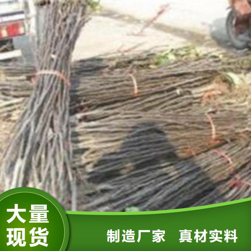 【梨树苗_板栗苗专业生产制造厂】