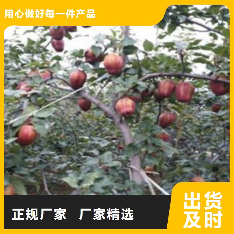  梨树苗货真价实