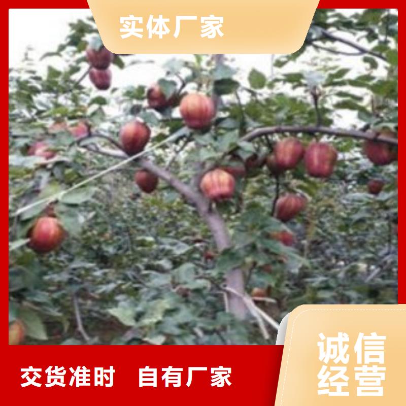 梨树苗,【花椒苗】通过检测