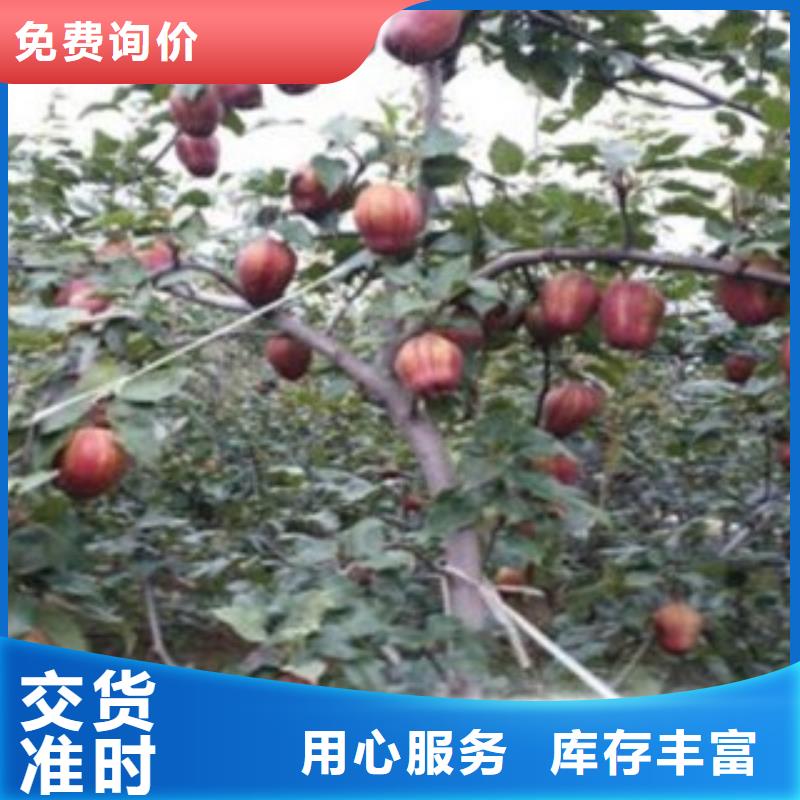 {兴海}瑞丽|陇川|保山|迪庆|曲靖|昆明|楚雄【梨树苗】,花椒苗发货及时供应商