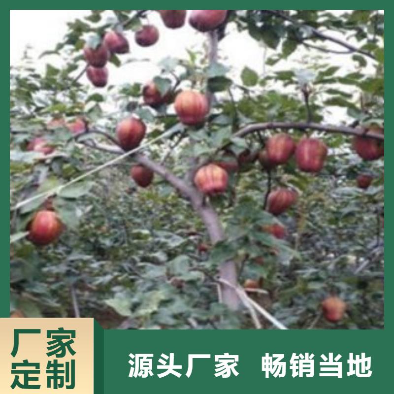 【 梨树苗 蓝莓苗交货准时】