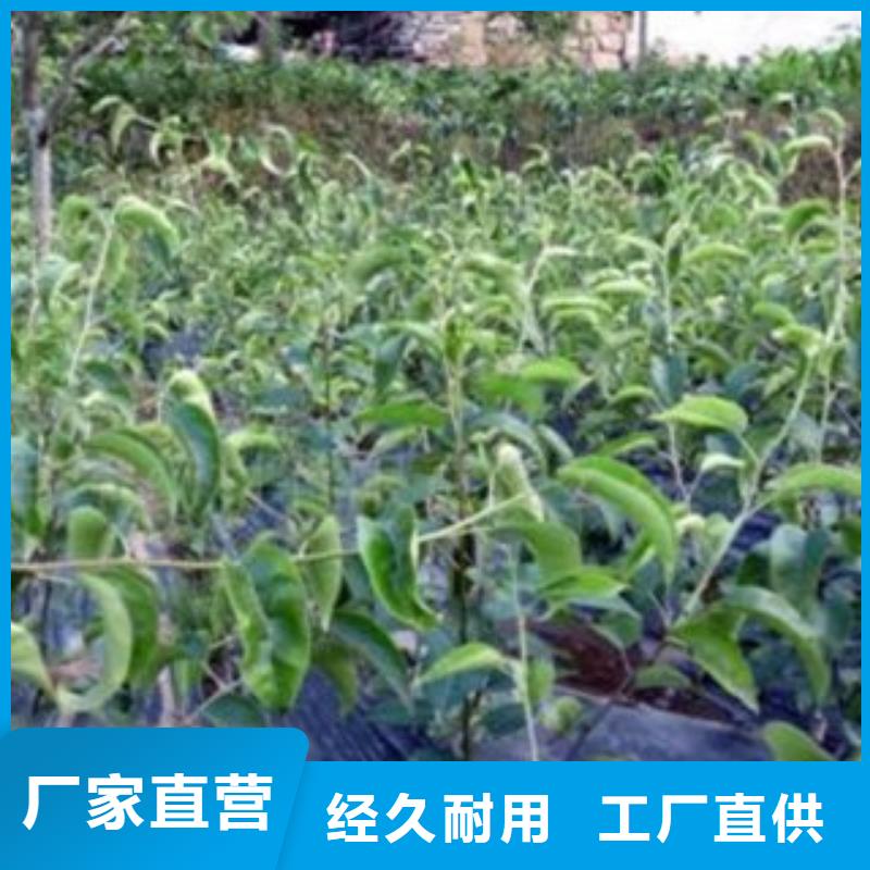 【 梨树苗 蓝莓苗交货准时】