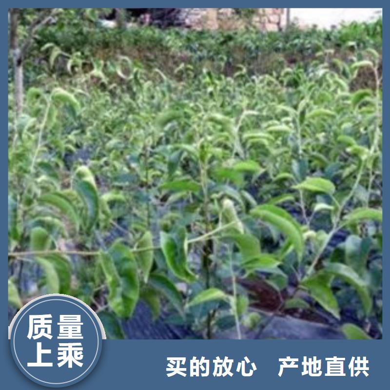 {兴海}瑞丽|陇川|保山|迪庆|曲靖|昆明|楚雄【梨树苗】,花椒苗发货及时供应商
